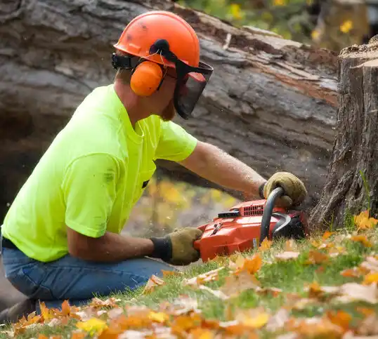 tree services Loveland Park